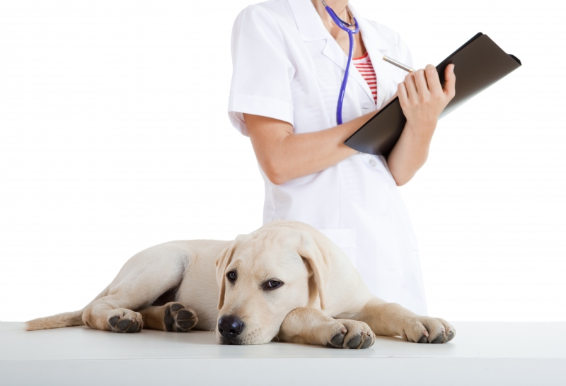 Veterinär och hund